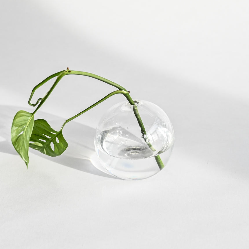 GoodBeast Design Bud Vase Clear Clear Round Bud Vase Hand Blown Glass in Vancouver Canada